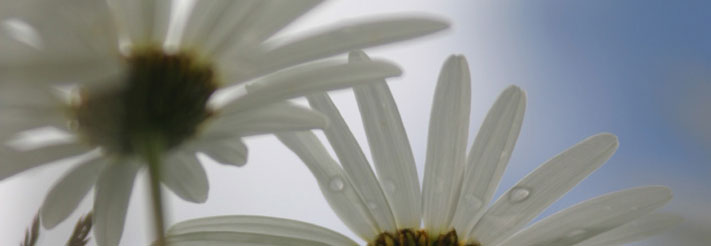 miljobildRingblomma01